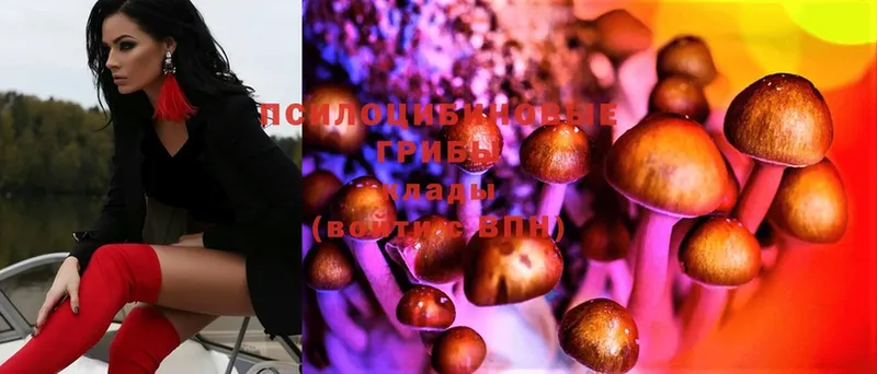 Псилоцибиновые грибы Psilocybe  маркетплейс официальный сайт  Оса 